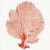 Sea Fan Coral Cameo Pendant with Sea Glass