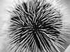 sea urchin spikes